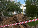 Ekspert: Uporządkowanie lasu po nawałnicy może trwać do końca 2018 r.