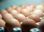 Salmonelloza powraca i bije rekordy zakażeń