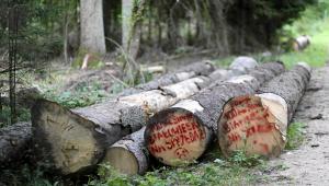 Puszcza Białowieska