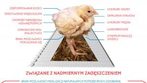 Problemy w przemysłowej hodowli