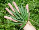 Koronawirus w Holandii. W czasach epidemii marihuana na wynos